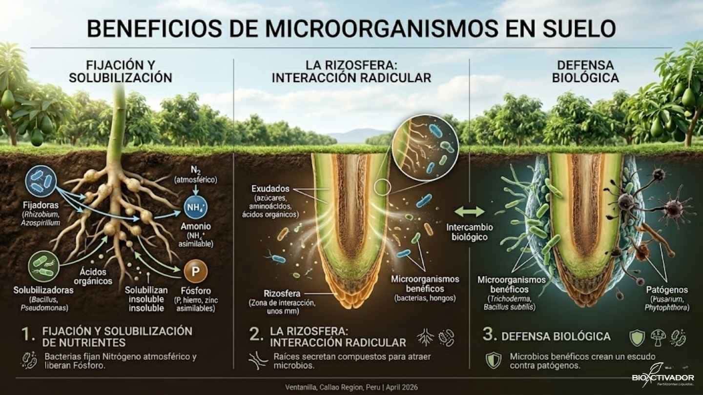 Infografía técnica sobre la acción de los microorganismos benéficos en los suelos degradados: bacterias fijadoras de nitrógeno, solubilización de fósforo bloqueado, intercambio de exudados en la rizosfera y creación de un escudo de defensa biológica contra hongos patógenos.
