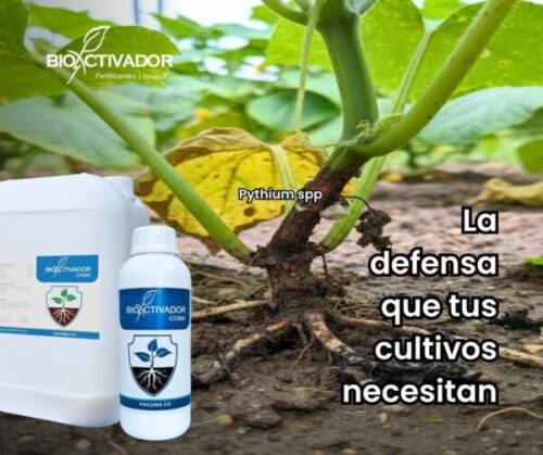 Planta joven mostrando síntomas severos de Pythium spp en la base del tallo, junto al fungicida sistémico Vacuna Cu de Bioactivador.
