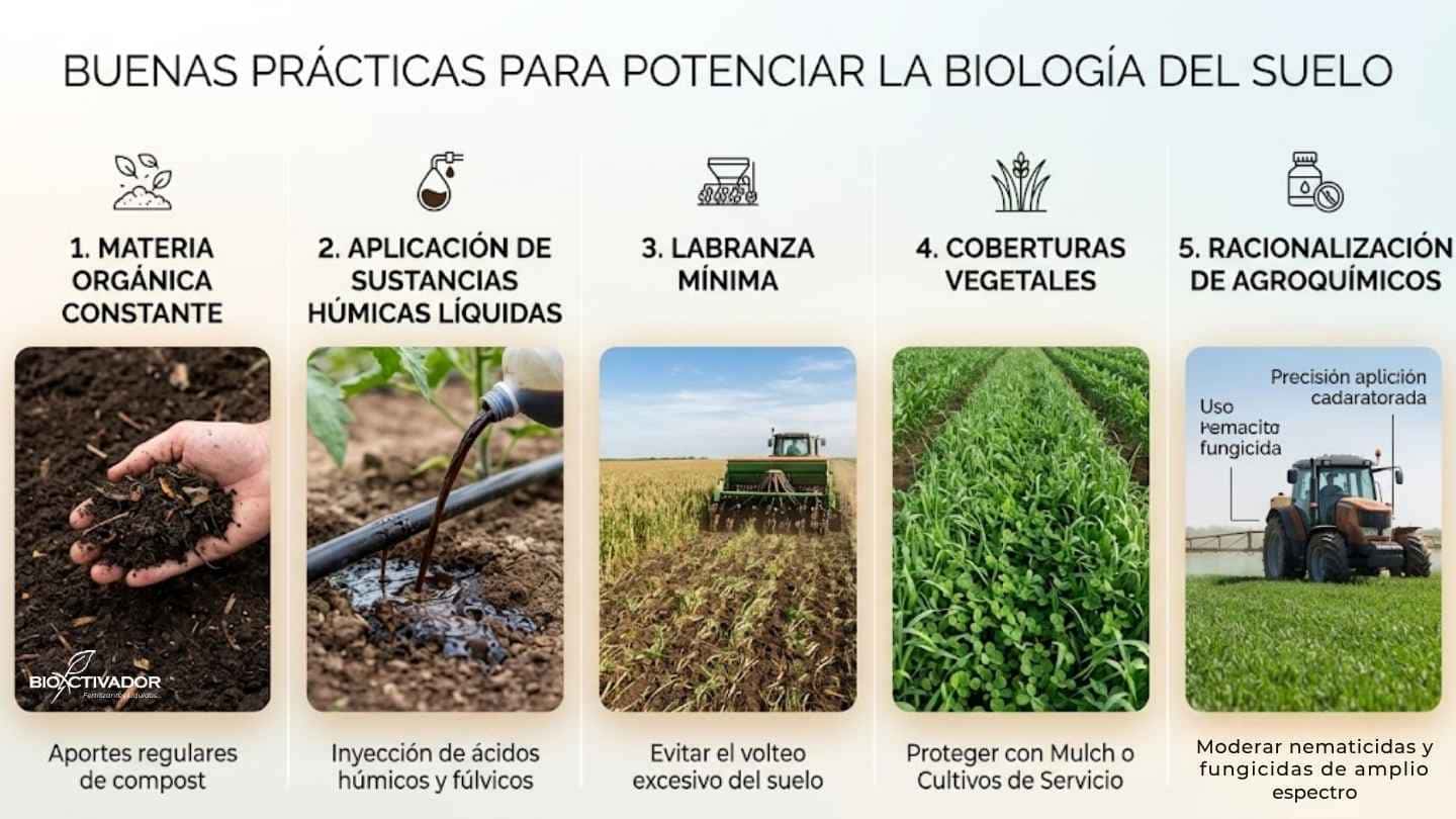 Infografía de 5 buenas prácticas para potenciar la biología del suelo agrícola: 1. Aportes de materia orgánica, 2. Inyección de sustancias húmicas líquidas (ácidos húmicos y fúlvicos), 3. Labranza mínima, 4. Uso de coberturas vegetales, 5. Racionalización de agroquímicos y nematicidas.