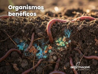 Mejoramiento de suelos agrícolas degradados transformados en un suelo fértil con microrganismos beneficiosos y ácidos húmicos y fúlvicos