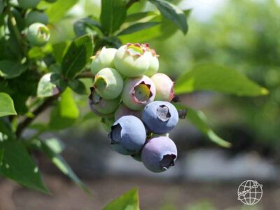 Primer plano de racimo de arándanos (blueberries) de exportación peruana mostrando excelente calibre y cobertura de pruina (bloom) intacta. Fruta en etapa de maduración y cosecha para mercados internacionales.