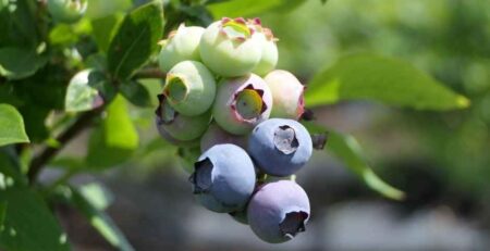 Primer plano de racimo de arándanos (blueberries) de exportación peruana mostrando excelente calibre y cobertura de pruina (bloom) intacta. Fruta en etapa de maduración y cosecha para mercados internacionales.