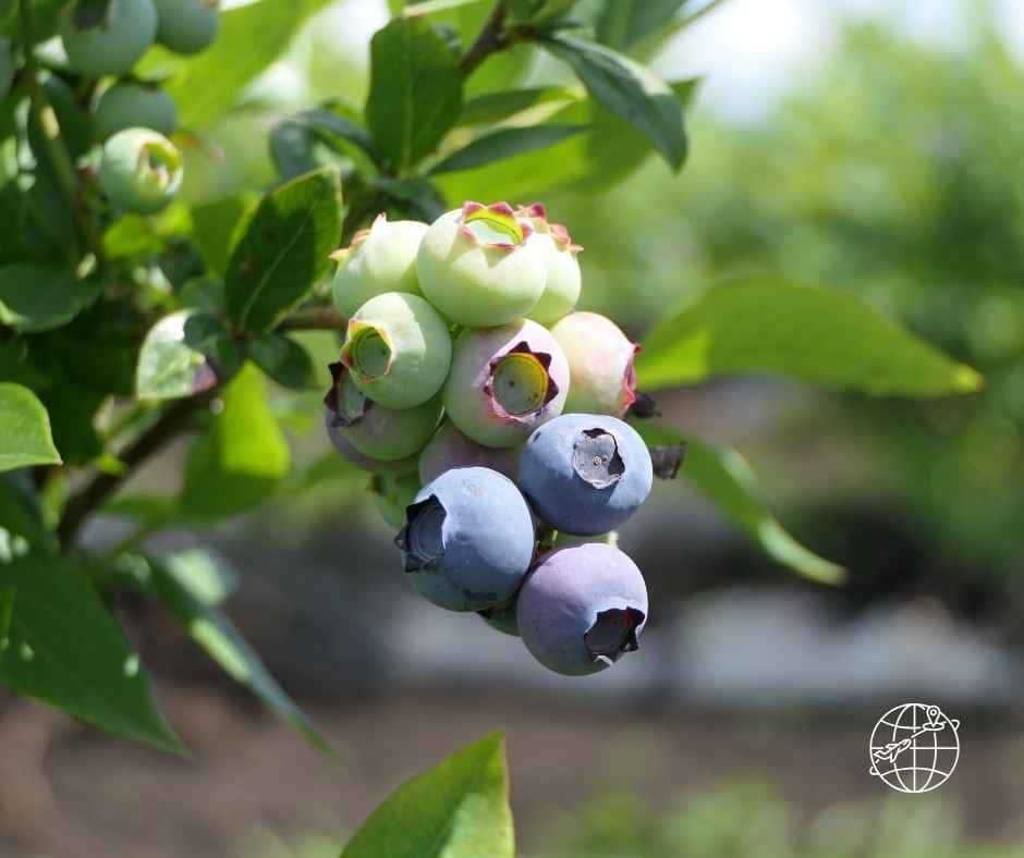 Primer plano de racimo de arándanos (blueberries) de exportación peruana mostrando excelente calibre y cobertura de pruina (bloom) intacta. Fruta en etapa de maduración y cosecha para mercados internacionales.