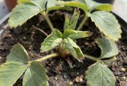 Deficiencia-Cobre-Fresa-Necrosis-Hojas-Jovenes Planta de fresa mostrando síntomas de deficiencia de Cobre: necrosis (quemaduras) en los bordes de las hojas jóvenes y deformación del crecimiento nuevo.