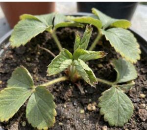 Planta de fresa mostrando síntomas de deficiencia de Cobre: necrosis (quemaduras) en los bordes de las hojas jóvenes y deformación del crecimiento nuevo.