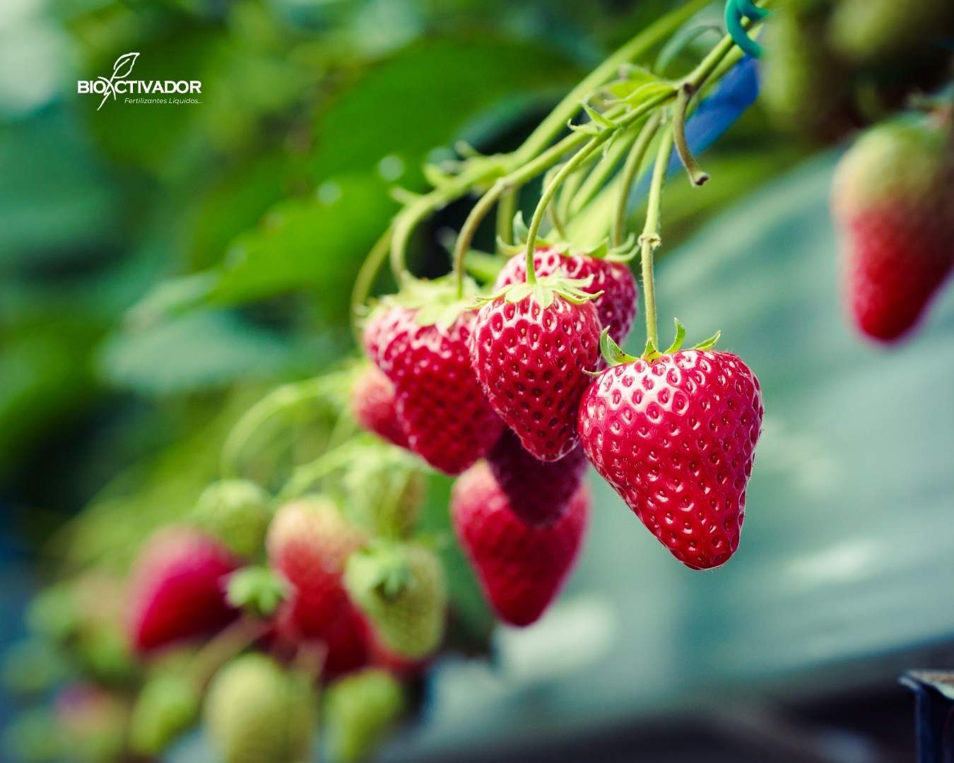 Cultivo de fresas de alto rendimiento tratadas con fertilizantes líquidos Bioactivador.