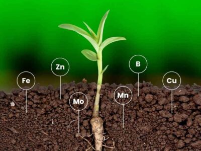 Ilustración de una planta joven absorbiendo desde el suelo los principales micronutrientes en la agricultura: Hierro (Fe), Zinc (Zn), Molibdeno (Mo), Manganeso (Mn), Boro (B) y Cobre (Cu).