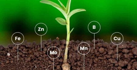 Ilustración de una planta joven absorbiendo desde el suelo los principales micronutrientes en la agricultura: Hierro (Fe), Zinc (Zn), Molibdeno (Mo), Manganeso (Mn), Boro (B) y Cobre (Cu).