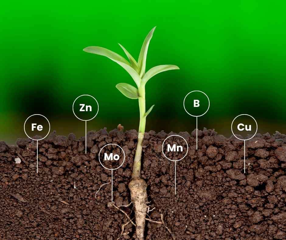 Ilustración de una planta joven absorbiendo desde el suelo los principales micronutrientes en la agricultura: Hierro (Fe), Zinc (Zn), Molibdeno (Mo), Manganeso (Mn), Boro (B) y Cobre (Cu).