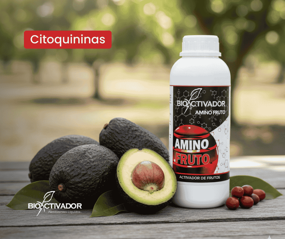 Cultivo de palto nutrido con citoquininas bioactivador.