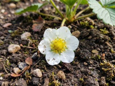 Primer plano de una caída de flores de fresa blanca y saludable con centro amarillo sobre suelo húmedo, mostrando la etapa de floración crítica antes del cuajado.