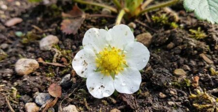 Primer plano de una caída de flores de fresa blanca y saludable con centro amarillo sobre suelo húmedo, mostrando la etapa de floración crítica antes del cuajado.