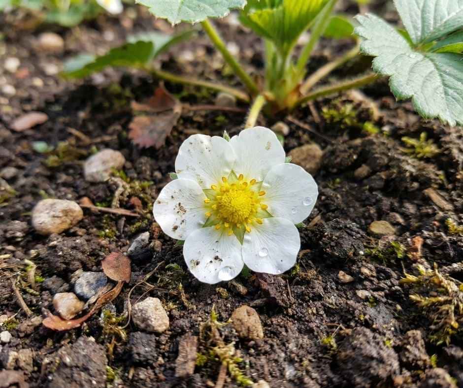 Primer plano de una caída de flores de fresa blanca y saludable con centro amarillo sobre suelo húmedo, mostrando la etapa de floración crítica antes del cuajado.