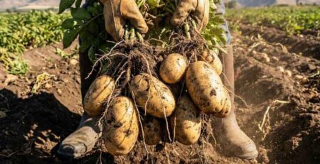 Agricultor sosteniendo una planta de papa recién cosechada con tubérculos grandes y de alta calidad, demostrando el resultado exitoso del Plan Nutricional para Papa aplicado con las dosis y nutrientes correctos.