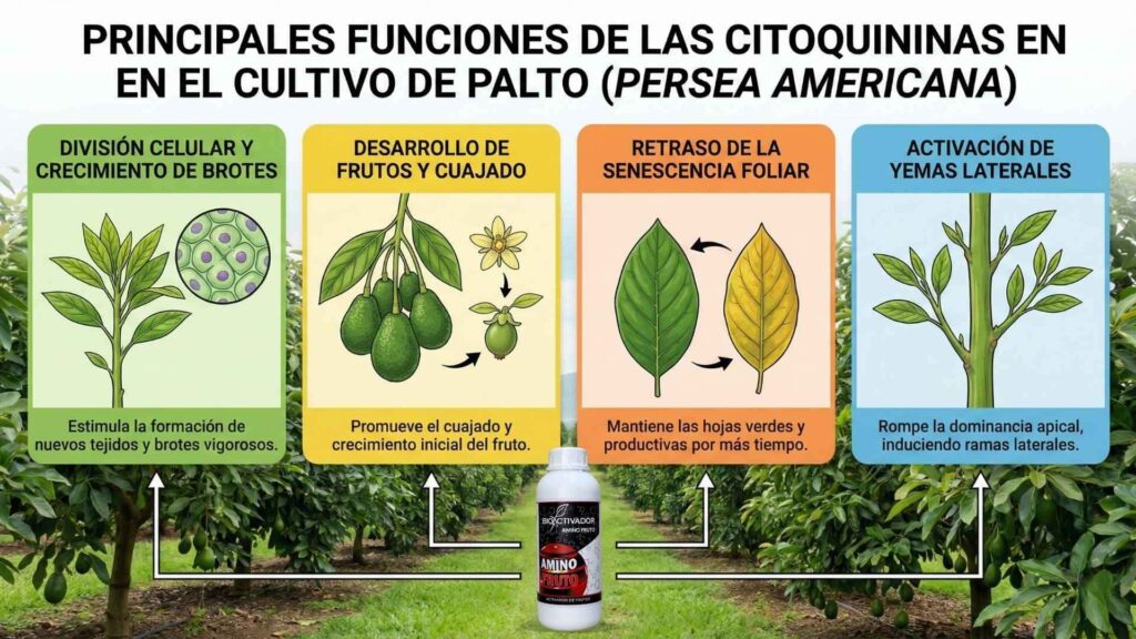 Infografía de las funciones principales de las Citoquininas en cultivo de Palto (Aguacate): Estimulación de división celular, mejora del cuajado de frutos, retraso de la senescencia (envejecimiento) de las hojas y activación de yemas laterales.