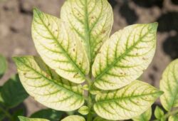 Deficiencia-Manganeso-Clorosis-Intervenal-Hoja Hoja de cultivo mostrando clorosis intervenal severa (venas verdes, tejido amarillo) y puntos necróticos marrones, síntomas característicos de la deficiencia de Manganeso (Mn).