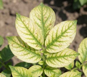 Hoja de cultivo mostrando clorosis intervenal severa (venas verdes, tejido amarillo) y puntos necróticos marrones, síntomas característicos de la deficiencia de Manganeso (Mn).