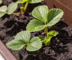 Planta joven de fresa en etapa de crecimiento vegetativo, mostrando hojas nuevas de color verde intenso y desarrollo de la corona, lista para recibir fertilización rica en Nitrógeno y enraizantes.