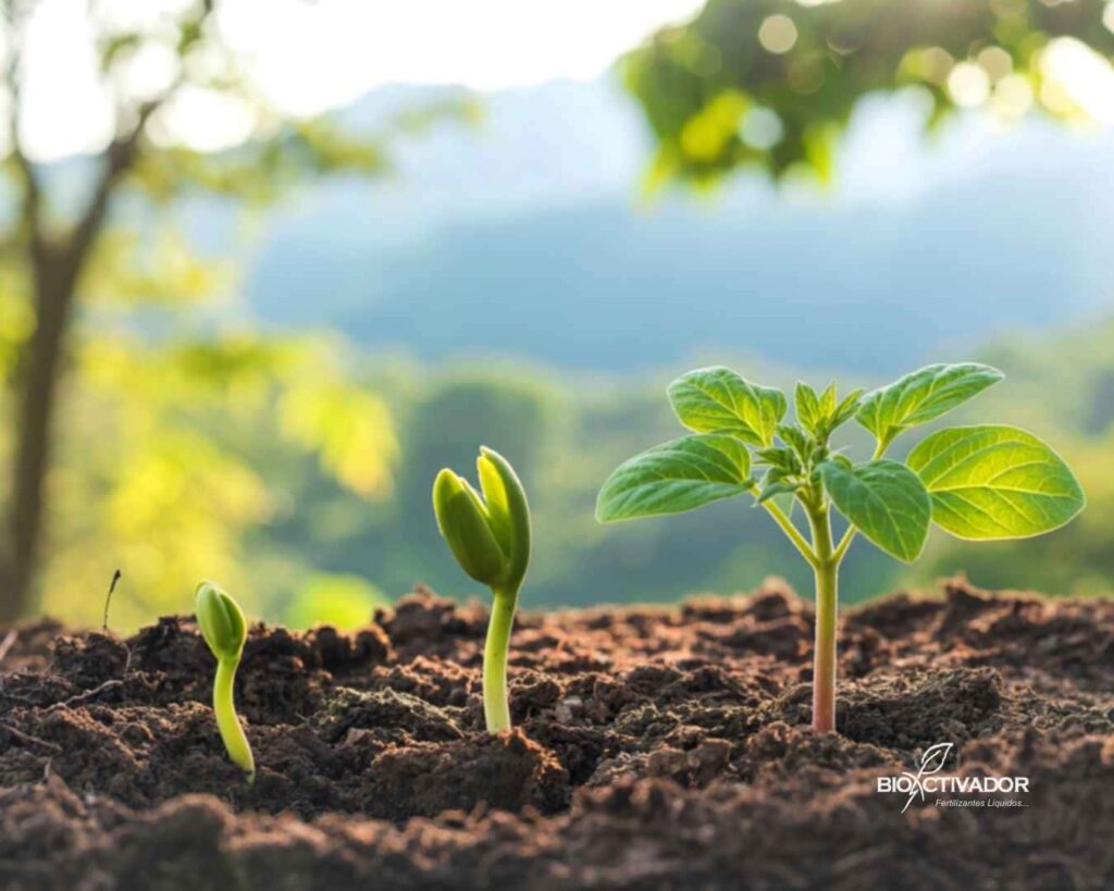 Plántulas jóvenes emergiendo en suelo fértil durante la etapa de desarrollo vegetativo, mostrando un crecimiento vigoroso y vertical, indicativo de una buena disponibilidad de Nitrógeno y Micronutrientes.
