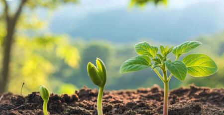 Plántulas jóvenes emergiendo en suelo fértil durante la etapa de desarrollo vegetativo, mostrando un crecimiento vigoroso y vertical, indicativo de una buena disponibilidad de Nitrógeno y Micronutrientes.