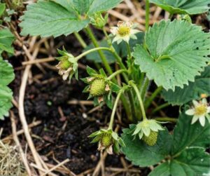 Planta de fresa en etapa de cuajado, mostrando frutos verdes inmaduros recién formados tras la caída de los pétalos, momento clave para la aplicación de Citoquininas y Calcio en el plan de nutrición.