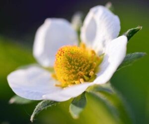 Primer plano de una flor de fresa (Fragaria) totalmente abierta, mostrando pétalos blancos sanos y el receptáculo amarillo central listo para la polinización y el cuajado, etapa crítica para la nutrición con Boro y Calcio.