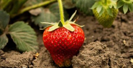 Planta de fresa mostrando síntomas severos de estrés nutricional o enfermedad, con hojas viejas presentando necrosis marginal (bordes marrones y quemados) y marchitez general debido a un manejo deficiente.