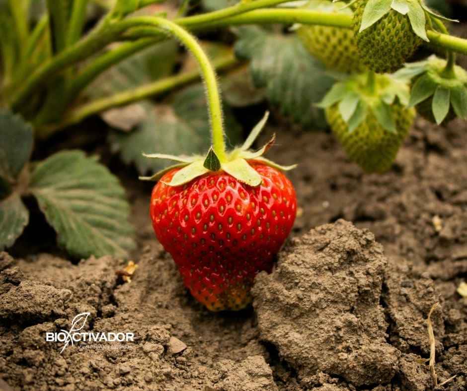 Planta de fresa mostrando síntomas severos de estrés nutricional o enfermedad, con hojas viejas presentando necrosis marginal (bordes marrones y quemados) y marchitez general debido a un manejo deficiente.
