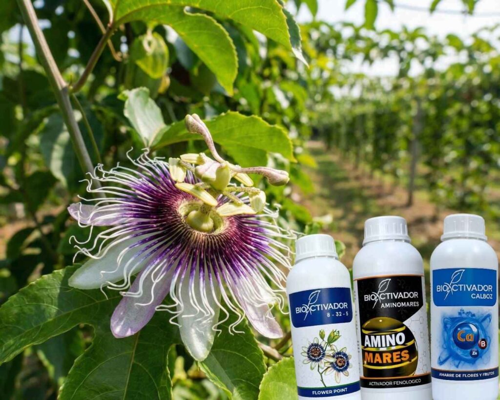 Primer plano de una flor de maracuyá abierta en etapa de floración, junto a los fertilizantes foliares Amino Mares y Calcio-Boro, esenciales para asegurar la polinización y el cuajado de fruto.
