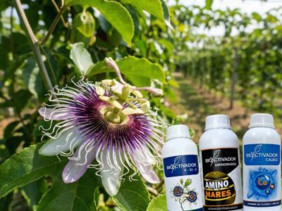 Primer plano de una flor de maracuyá abierta en etapa de floración, junto a los fertilizantes foliares Amino Mares y Calcio-Boro, esenciales para asegurar la polinización y el cuajado de fruto.