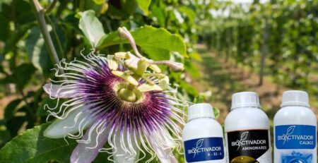 Primer plano de una flor de maracuyá abierta en etapa de floración, junto a los fertilizantes foliares Amino Mares y Calcio-Boro, esenciales para asegurar la polinización y el cuajado de fruto.