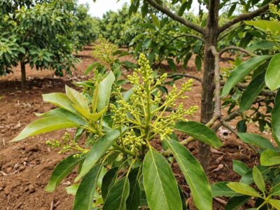 Rama de palto (aguacate) en etapa de prefloración, mostrando la emergencia de la panícula floral (racimo de botones) entre las hojas, indicativo de una buena inducción y nutrición con Zinc y Citoquininas.