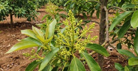 Rama de palto (aguacate) en etapa de prefloración, mostrando la emergencia de la panícula floral (racimo de botones) entre las hojas, indicativo de una buena inducción y nutrición con Zinc y Citoquininas.