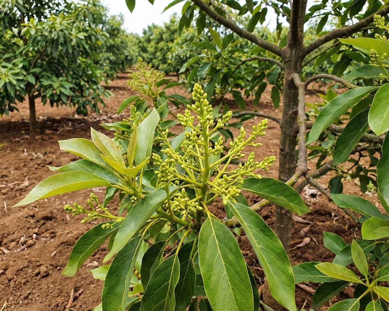 Rama de palto (aguacate) en etapa de prefloración, mostrando la emergencia de la panícula floral (racimo de botones) entre las hojas, indicativo de una buena inducción y nutrición con Zinc y Citoquininas.