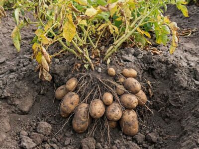 Cosecha de papa con alto rendimiento y calibre uniforme, resultado de un plan nutricional para papa bien ejecutado con las dosis y nutrientes correctos en cada etapa fenológica.