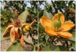Deficiencia-Boro-Mala-Polinizacion-Citricos Comparativa macro de flores de cítricos: Izquierda muestra mala polinización y necrosis del pistilo por deficiencia de Boro (fruto abortado). Derecha muestra buena polinización con ovario verde y sano (fruto cuajado).
