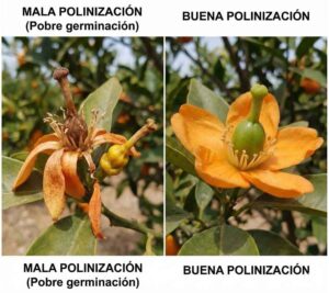 Comparativa macro de flores de cítricos: Izquierda muestra mala polinización y necrosis del pistilo por deficiencia de Boro (fruto abortado). Derecha muestra buena polinización con ovario verde y sano (fruto cuajado).