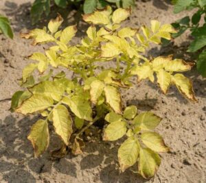 Planta de cultivo mostrando síntomas avanzados de deficiencia de Molibdeno: clorosis generalizada (hojas amarillas) acompañada de necrosis marginal (bordes quemados y secos) y deformación foliar.