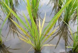 Deficiencia-Zinc-Arroz-Bronceado-Manchas-Marrones Planta de arroz en campo inundado mostrando síntomas de deficiencia de Zinc: hojas con manchas irregulares de color marrón rojizo (bronceado) y clorosis en la base.