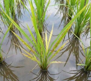 Planta de arroz en campo inundado mostrando síntomas de deficiencia de Zinc: hojas con manchas irregulares de color marrón rojizo (bronceado) y clorosis en la base.