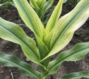 Planta de maíz mostrando clorosis férrica severa: hojas jóvenes con un patrón de rayas amarillas entre las venas (clorosis intervenal) debido a la deficiencia de Hierro.