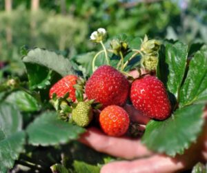 Racimo de fresas en etapa de desarrollo de fruto mostrando una carga mixta: frutos verdes en crecimiento y frutos rojos maduros en la misma planta, requiriendo una nutrición balanceada de Calcio y Potasio.