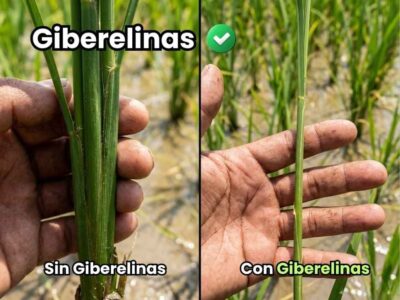 Comparación visual impactante del efecto de las giberelinas en la elongación del tallo de las plantas, mostrando un tallo de planta notablemente alargado con entrenudos largos y otra planta más corta sin la hormona