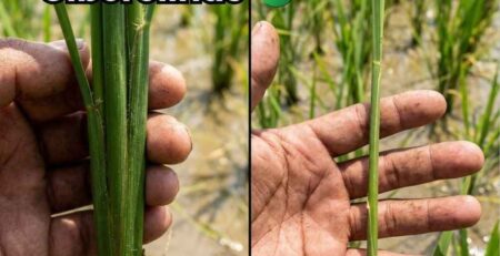 Comparación visual impactante del efecto de las giberelinas en la elongación del tallo de las plantas, mostrando un tallo de planta notablemente alargado con entrenudos largos y otra planta más corta sin la hormona
