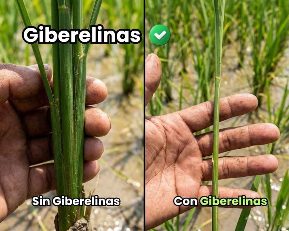 Comparación visual impactante del efecto de las giberelinas en la elongación del tallo de las plantas, mostrando un tallo de planta notablemente alargado con entrenudos largos y otra planta más corta sin la hormona