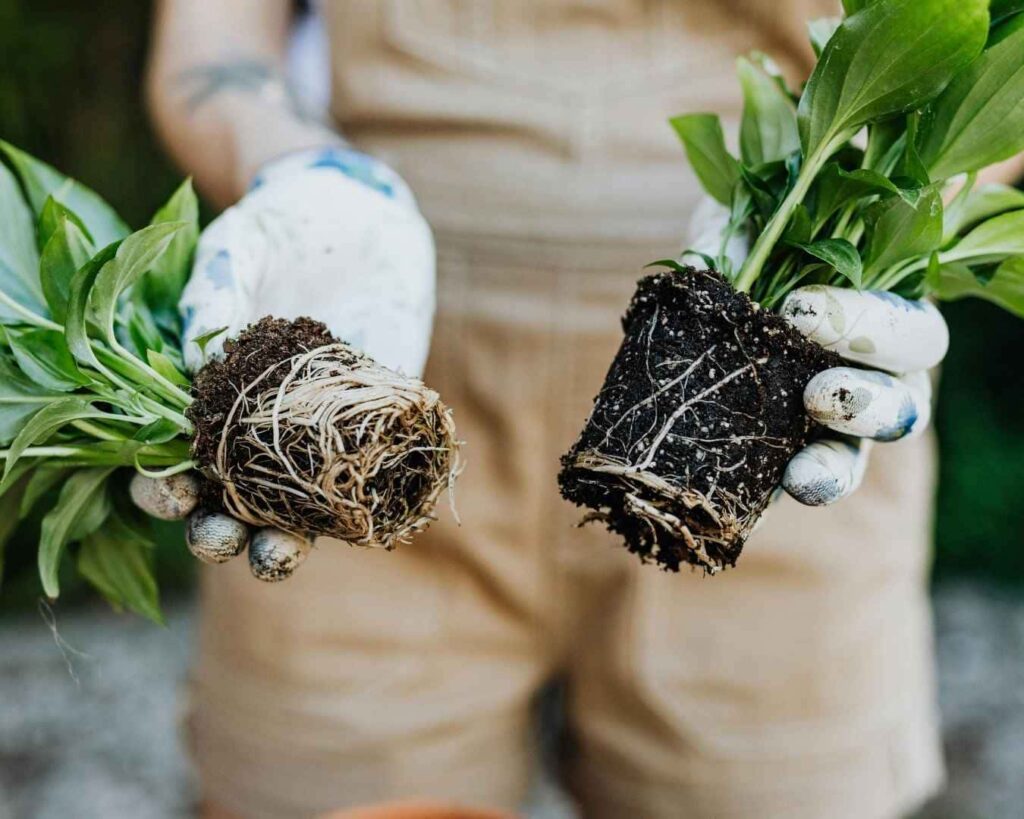 Primer plano de un plantín de hortaliza sostenido por una mano en un vivero, mostrando un cepellón bien formado con sustrato adherido por una densa red de raíces sanas listas para el trasplante.