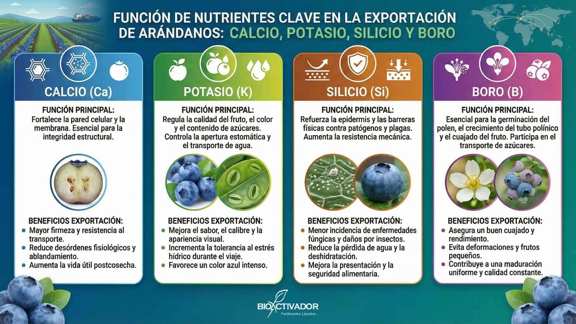 Infografía de funciones nutricionales clave para arándanos de exportación: Calcio (firmeza y vida útil), Potasio (calibre y grados Brix), Silicio (resistencia mecánica y barrera física) y Boro (cuajado uniforme).