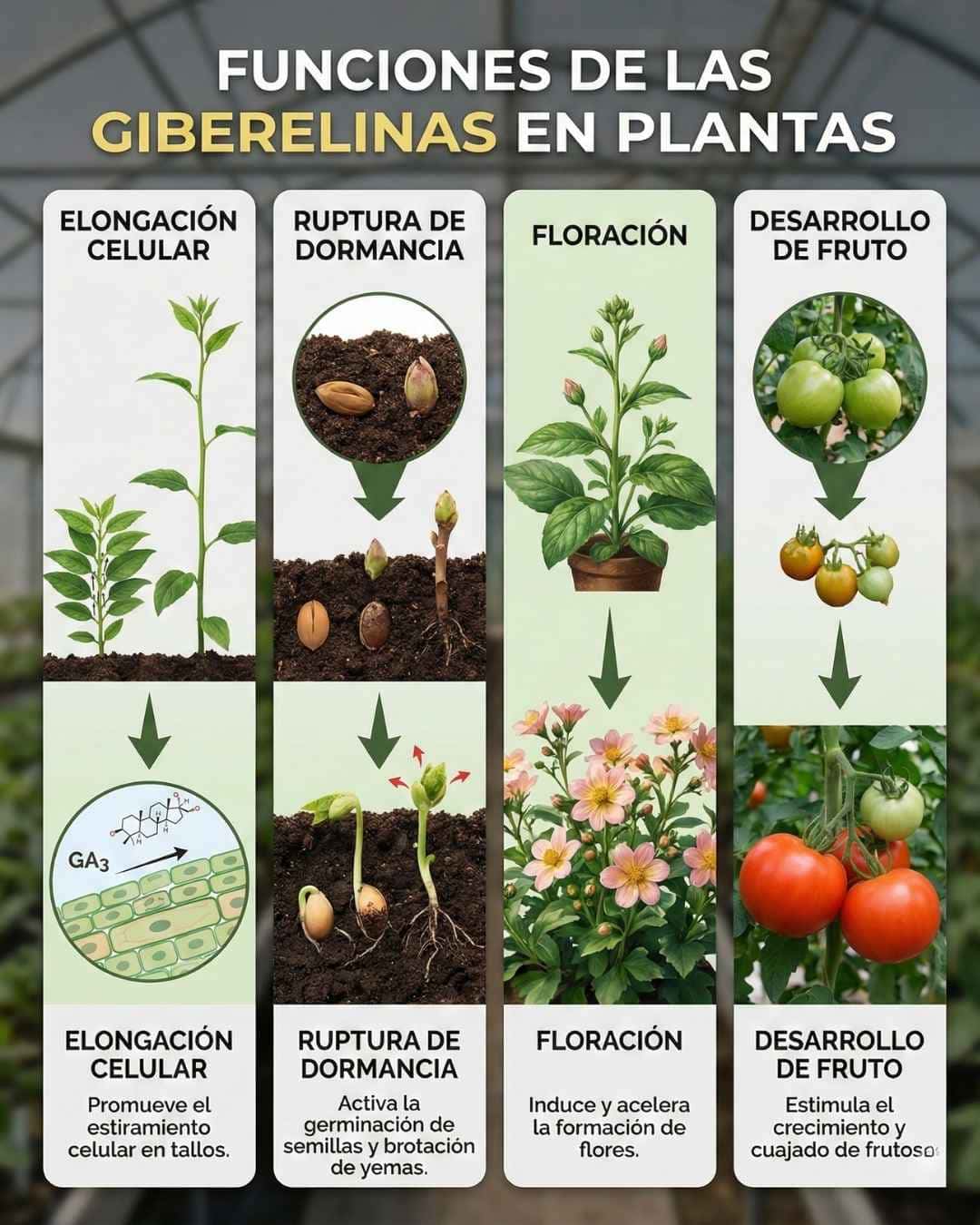 Infografía de las 4 funciones principales de las Giberelinas en plantas: Elongación celular (crecimiento), Ruptura de dormancia (germinación de semillas), Inducción de la Floración y Desarrollo de fruto (cuajado y engorde).