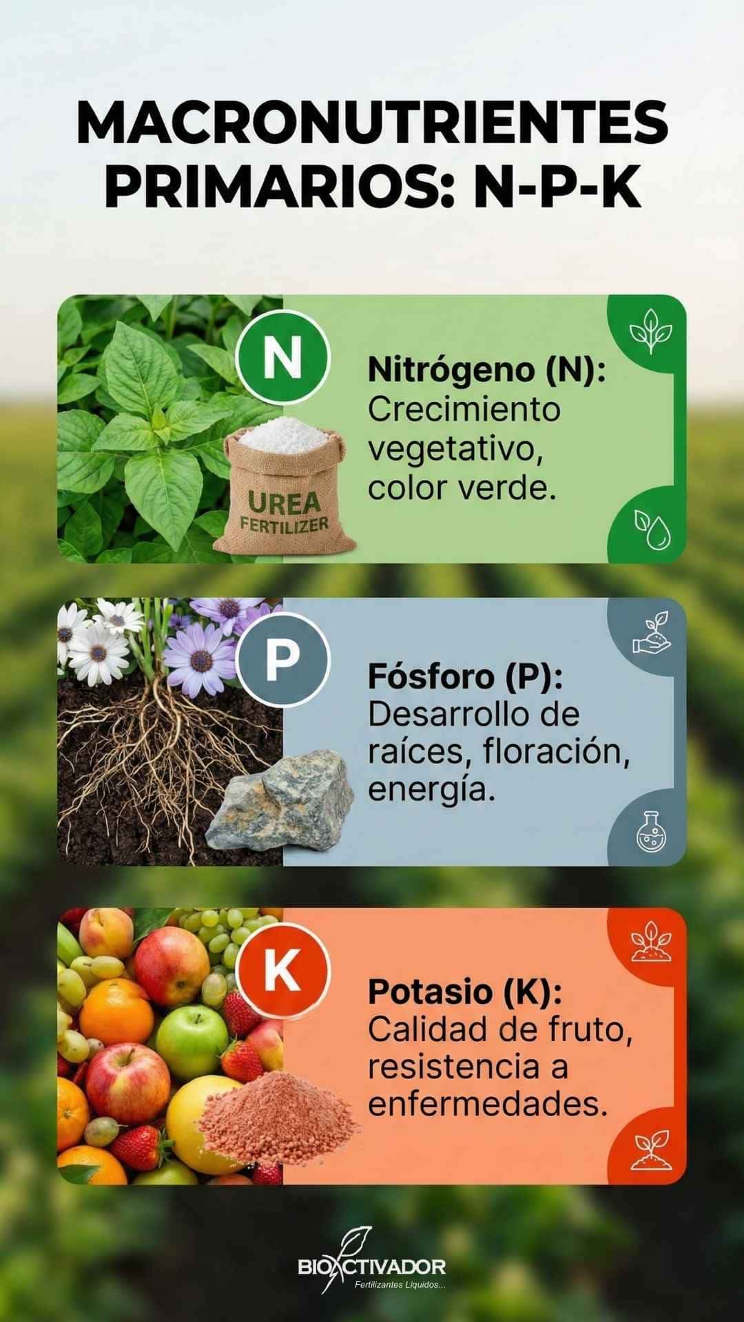 Infografía vertical de las funciones de los Macronutrientes Primarios (NPK): Nitrógeno (crecimiento vegetativo), Fósforo (desarrollo de raíces) y Potasio (calidad de fruto), ideal para referencia rápida.
