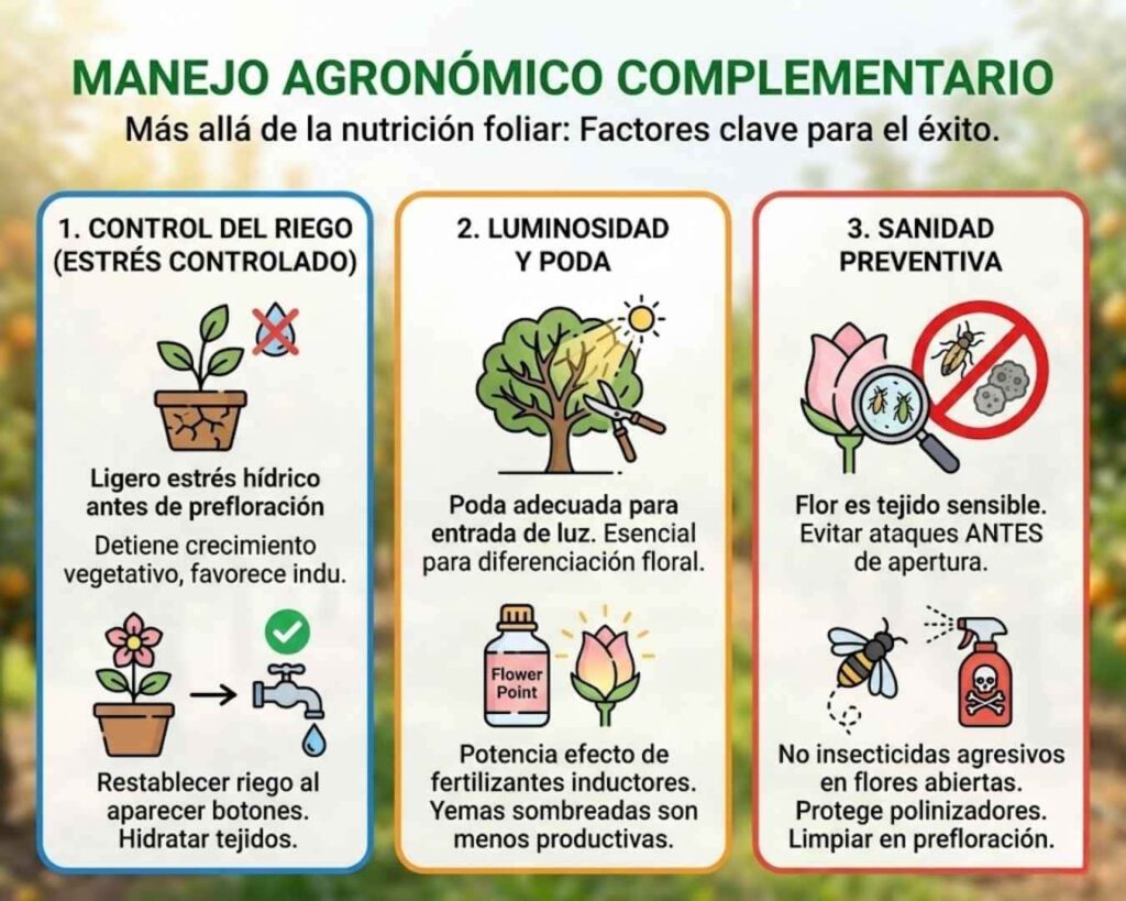 Infografía manejo prefloración: inducción floral por estrés hídrico controlado, poda de luminosidad y sanidad preventiva en botón floral sin dañar polinizadores.